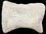 Hadrosaur Toe Bone - Alberta (Disposition #-) #71675-1